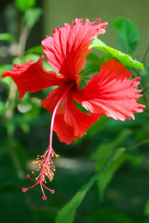 Flower hibiscus on green background. (Hibiscus sabdariffa)の写真素材