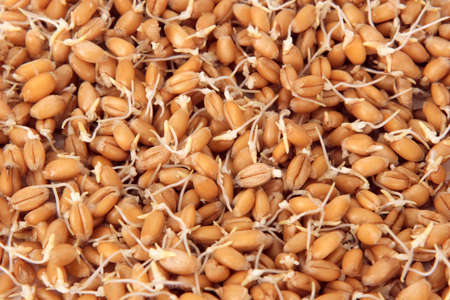 Wheat seeds with sprouts. Food background. Close upの写真素材