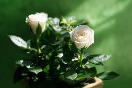 A gentle-pink  roses on the green backgroundの写真素材