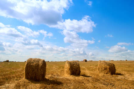 Freshly cut and rolled Hay Bales lay on a field.の写真素材
