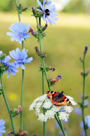 A meadow with wild flowers and  butterfly Small Tortoiseshell (Aglais urticae)の写真素材