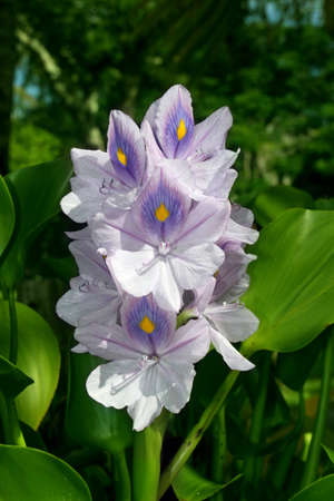Water hyacinth (Eichhornia crassipes) in bloom.の写真素材