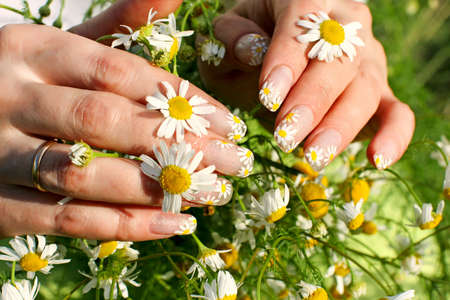 Beautiful nail design. Woman hands with camomile flowersの写真素材