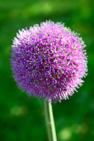 Purple Allium flower in a Gardenの写真素材