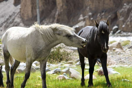 Couple of horses on a pasture in summerの写真素材