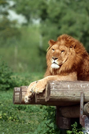 Lion resting  in a zoo. Israel.の写真素材