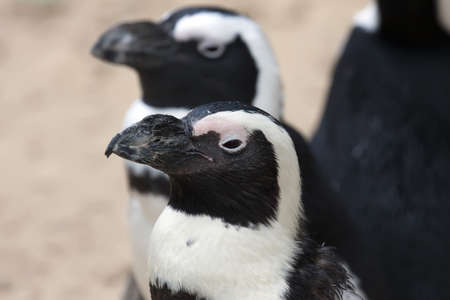 Pair of penguins (Spheniscus demersus). Close up. Zoo.の写真素材
