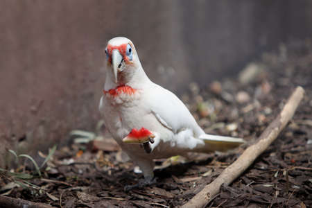 The parrot albino walks on a cage with a water-melon sliceの写真素材