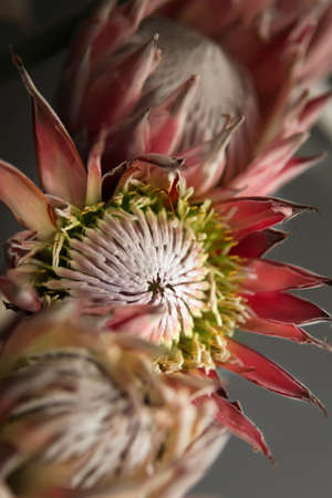 A king protea flowers - Cynaroides 