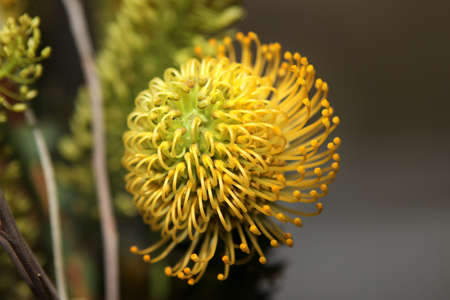 Yellow Pincushion Protea (Leucospermum) flower. African plant