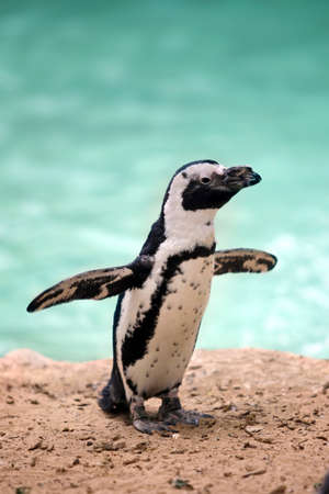 Penguin (Spheniscus demersus) standing on the sand near pond.の写真素材
