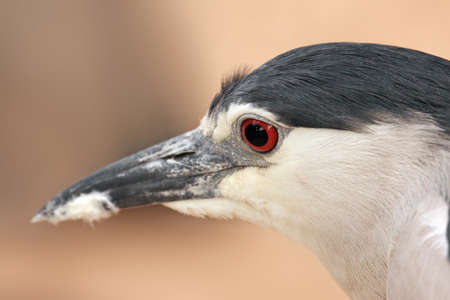Black-crowned Night Heron  Nycticorax nycticorax   Portraitの写真素材