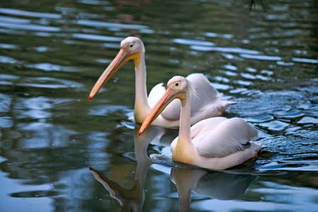 Pair of White Pelican  Pelecanus erythrorhynchos の写真素材