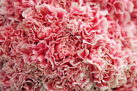 White-pink  carnations backgroundの写真素材