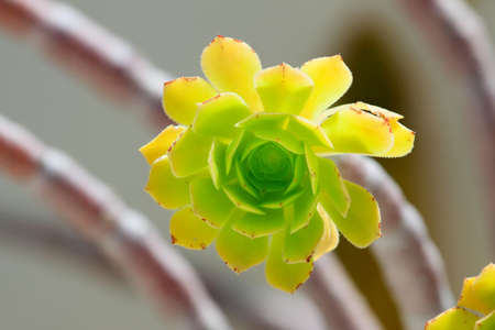 Aeonium arboreum with thick succulent stemc crowned by a rosette of succultent leavesの写真素材