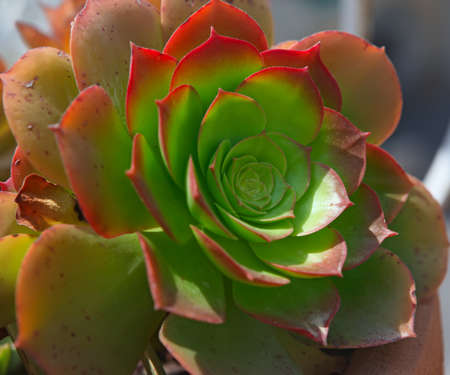 Aeonium - rosette of succultent leavesの写真素材
