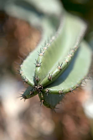 Close up of a cactus with spikes in a garden