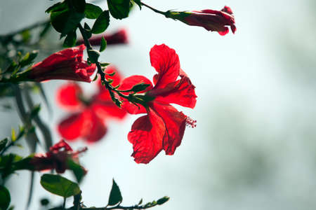  Bright red hibiscus flowers  over grey background  Shallow DOF の写真素材
