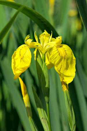 Yellow iris in the garden