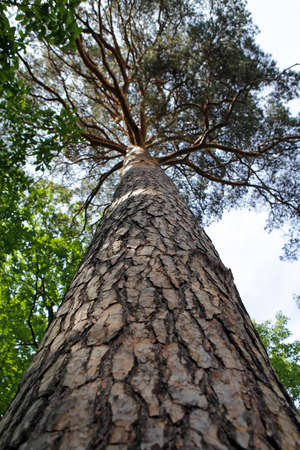 Trunk of high pine tree