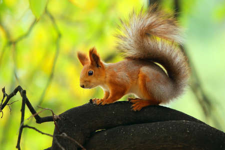 Red Squirrel  in a forest on a bright  background