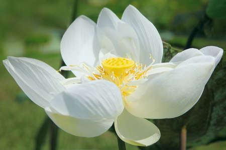 White lotus flower blooming, close-up, sunny dayの写真素材