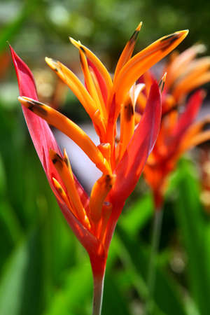 Closeup of a tropical flower Heliconia