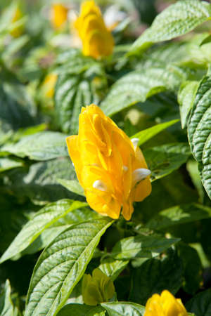 Pachystachys lutea, known by the common names Lollipop Plant and Golden Shrimp Plantの写真素材