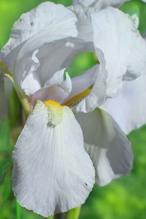 Flower of bearded iris closeup