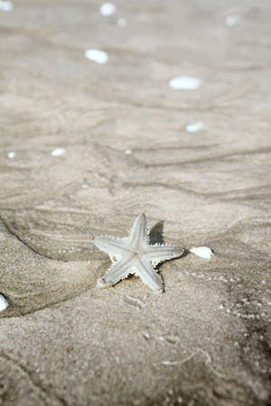 Starfish on sand  Summer vacation backgroundの写真素材