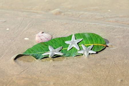 Starfishes , sea shell and leaf on the  sand  Summer vacation background