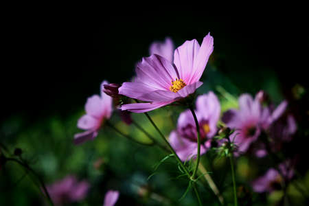 beautiful cosmos flowers in the garden on dark backgroundの写真素材