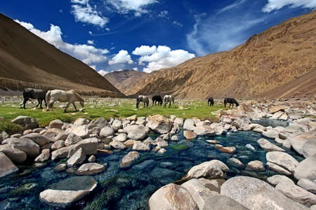 Landscape with horses near river in mountains. Indian Himalaya.の写真素材