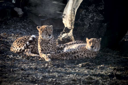 Couple of Amur leopards have a rest, lying on the earth in a zooの写真素材