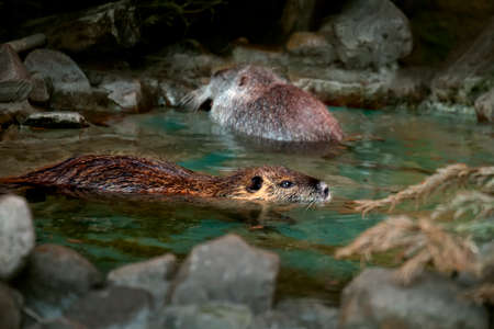 Nutria swimming in the lakeの写真素材
