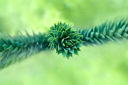 Green prickly branches of coniferous tree - Araucaria araucanaの写真素材