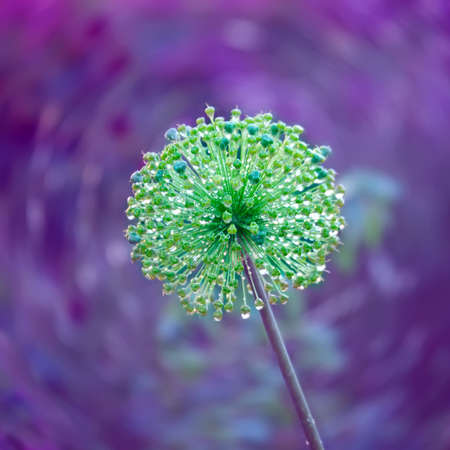 Decorative abstract natural background with buds flower of onion with rain dropsの写真素材