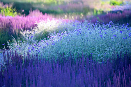 background from the blossoming plants - landscapingの写真素材
