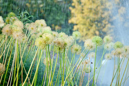 Decorative flowers of onion under rain in the summer gardenの写真素材