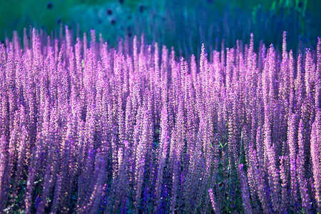 Lavender blossoming in the field. Flower background.の写真素材