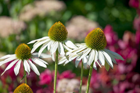 Flowers of echinacea fragrant angel  in summer gardenの写真素材