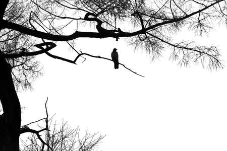 Silhouette of a raven on a coniferous tree on white background.の写真素材