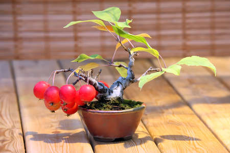 Bonsai Malus domestica - apple tree full of red apples in potの写真素材