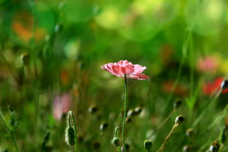 Pink poppies on a meadow in summerの写真素材