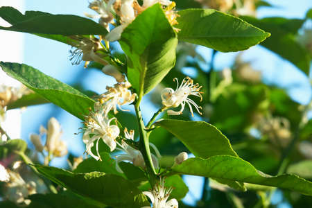 Flowering lemon tree in garden