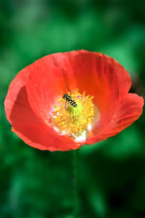 Red flower of poppy with a bee feeding on nectar
