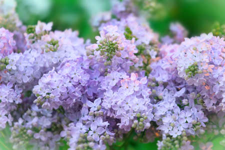 Branch with spring lilac flowers in garden