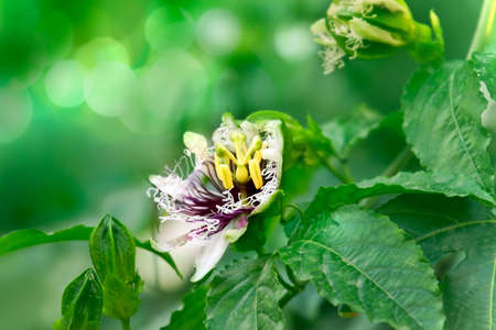 Close up of Blossoming Scarletfruit passionflower  (fetid passionflower,  stinking passionflower)の写真素材