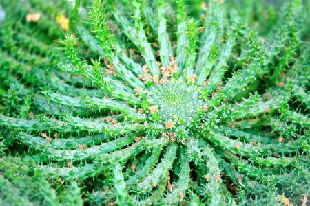 Euphorbia caput medusae plant close upの写真素材
