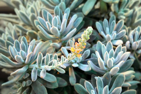 Echeveria plant flowering in greenhouseの写真素材